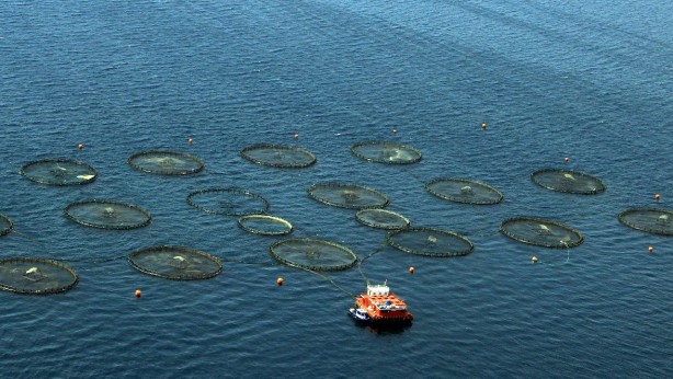 Foto - Su ürünleri yetiştiricilerine verilecek destekler belirlendi