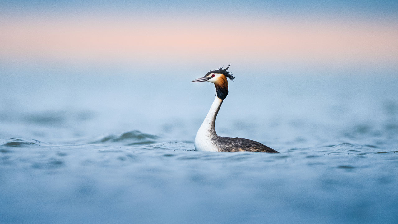 Foto - Suya aşık kuşlar! Bahri kuşlarının görsel şovu nefes kesti