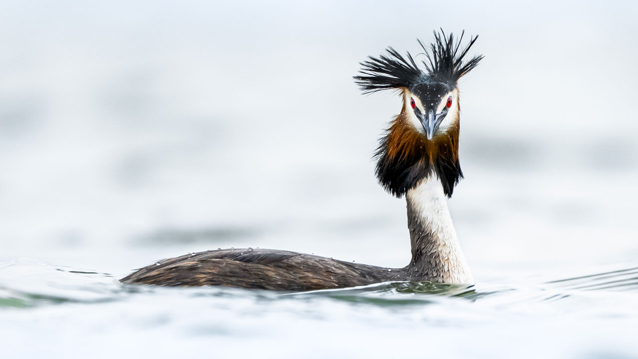 Foto - Suya aşık kuşlar! Bahri kuşlarının görsel şovu nefes kesti