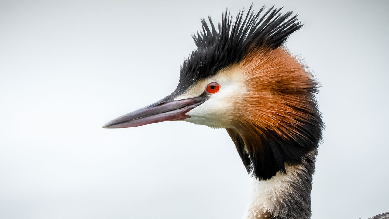 Foto - Suya aşık kuşlar! Bahri kuşlarının görsel şovu nefes kesti
