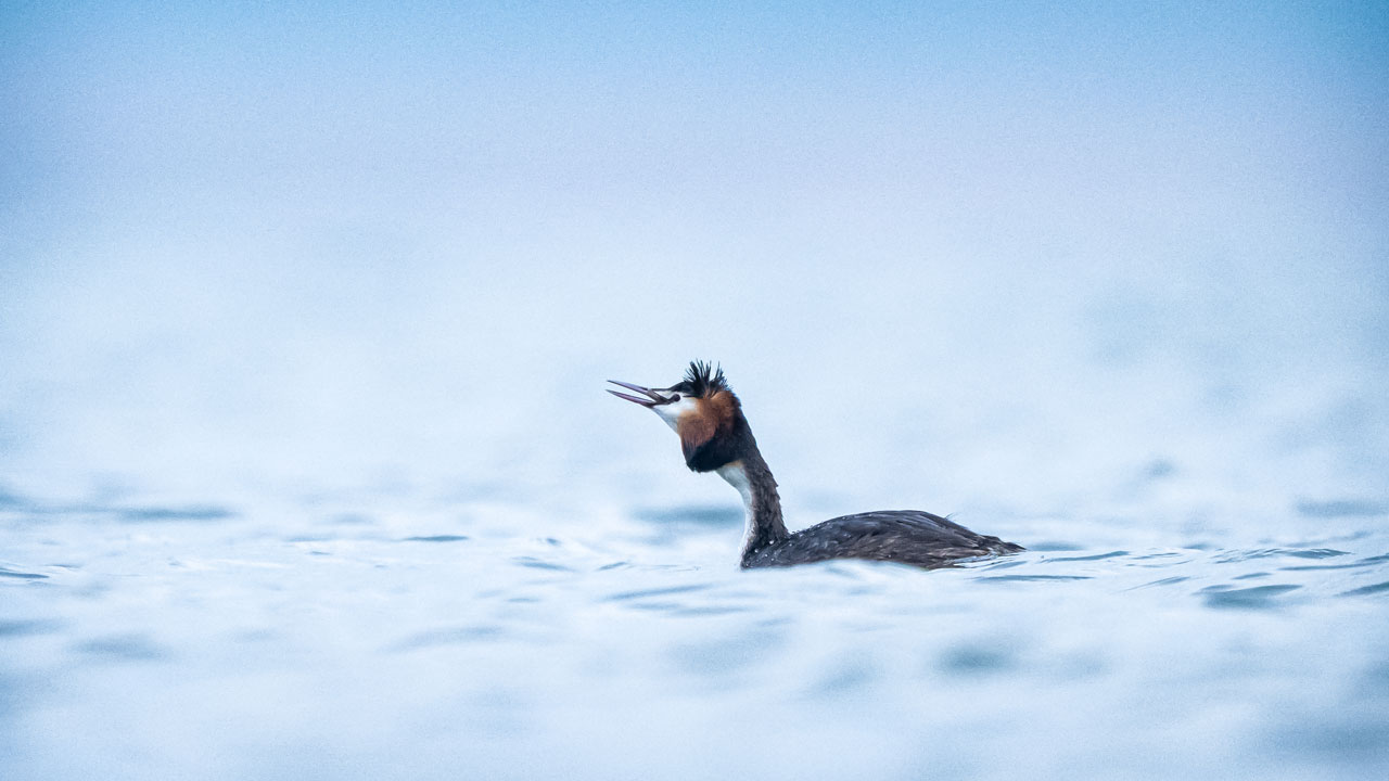 Foto - Suya aşık kuşlar! Bahri kuşlarının görsel şovu nefes kesti