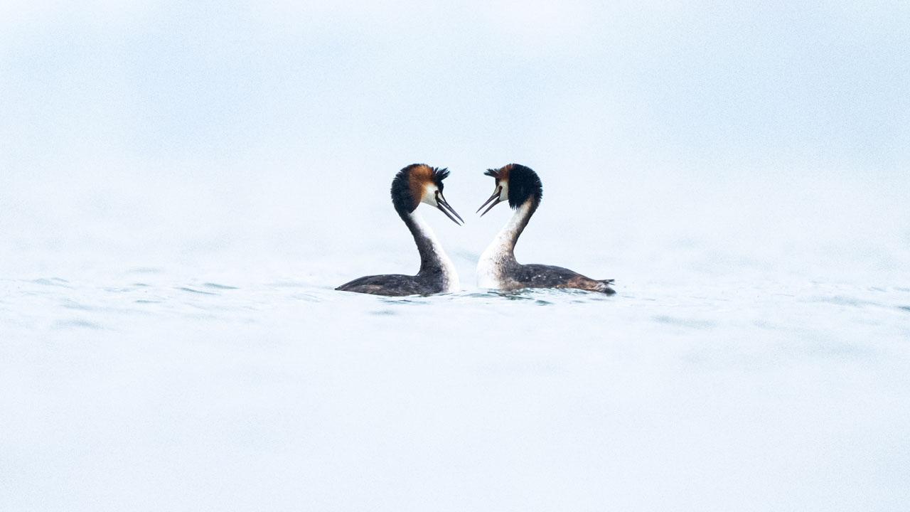 Foto - Suya aşık kuşlar! Bahri kuşlarının görsel şovu nefes kesti