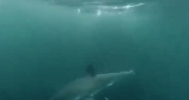 Foto - Suya atlayan adam, aşağıda gördüğü manzara sonrası dehşete düştü! Koşarak hemen karaya kaçtı! İşte o anlar