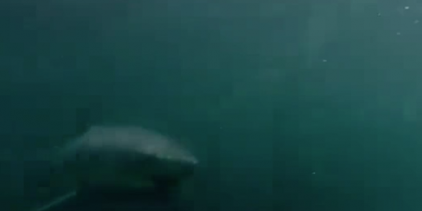 Foto - Suya atlayan adam, aşağıda gördüğü manzara sonrası dehşete düştü! Koşarak hemen karaya kaçtı! İşte o anlar