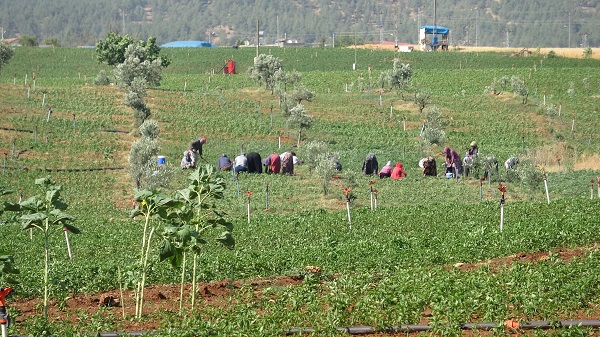 Suya kavuşan köye göçler başladı
