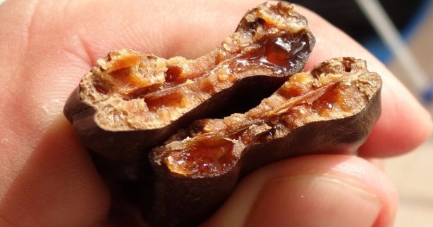 Foto - Suya keçiboynuzu koyun ve 2 ay boyunca için: Birçok derde deva! Nasıl yapılır, gereken malzemeler neler?