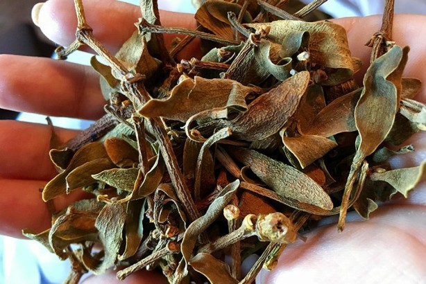 Foto - Suyu böyle içilirse 12-8'e sabitliyor! Türkiye'de yetişiyor: Talep patladı! Yüksek tansiyon için bir numara çıktı!