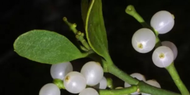 Suyu böyle içilirse 12-8'e sabitliyor! Türkiye'de yetişiyor: Talep patladı! Yüksek tansiyon için bir numara çıktı!