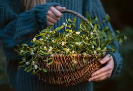 Foto - Suyu böyle içilirse 12-8'e sabitliyor! Türkiye'de yetişiyor: Talep patladı! Yüksek tansiyon için bir numara çıktı!