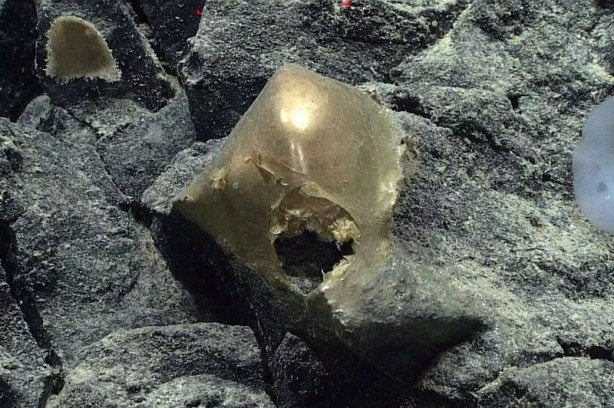 Foto - Suyun bile altında, tam dünyanın dibinde bulundu! Onu gören araştırmacıların ağızları açık kaldı! Yukarı çıkarılınca herkes küçük dilini yuttu