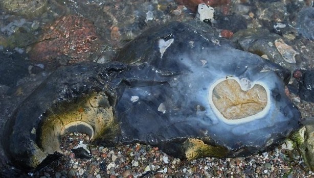 Foto - Suyun bile altında, tam dünyanın dibinde bulundu! Onu gören araştırmacıların ağızları açık kaldı! Yukarı çıkarılınca herkes küçük dilini yuttu