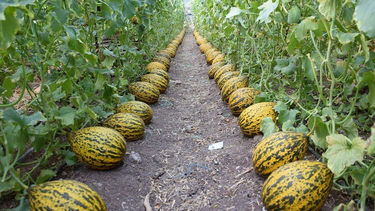 Suyunu bardak bardak için bağırsakları çalıştırıyor! Böbrekleri diyalizin pençesinden kurtarıp vitamin yüklüyor!