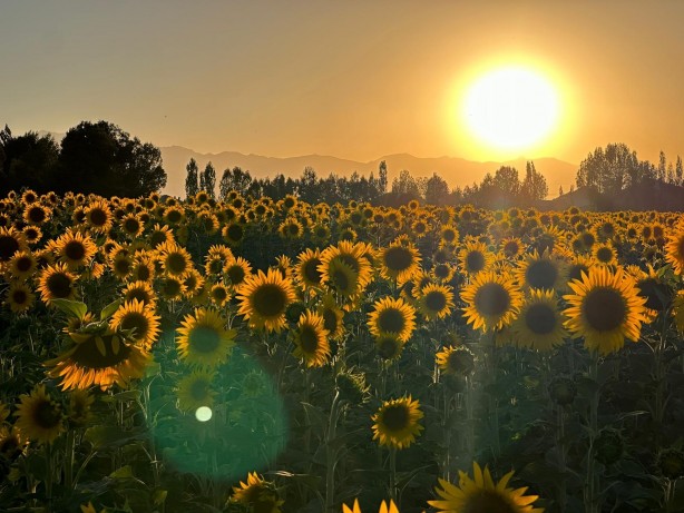 Foto - Tahmin bile edemezsiniz! Görenler Trakya sanıyor ama bakın neresi