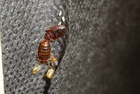 Foto - Tahta kurusu neden olur, nasıl yok edilir?