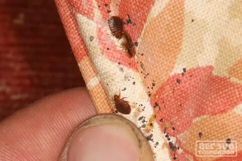 Foto - Tahta kurusu neden olur, nasıl yok edilir?