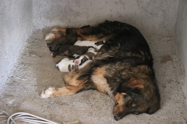 Takdir toplayan hareket... Yavruları rahatsız etmemek için bakın ne yaptı