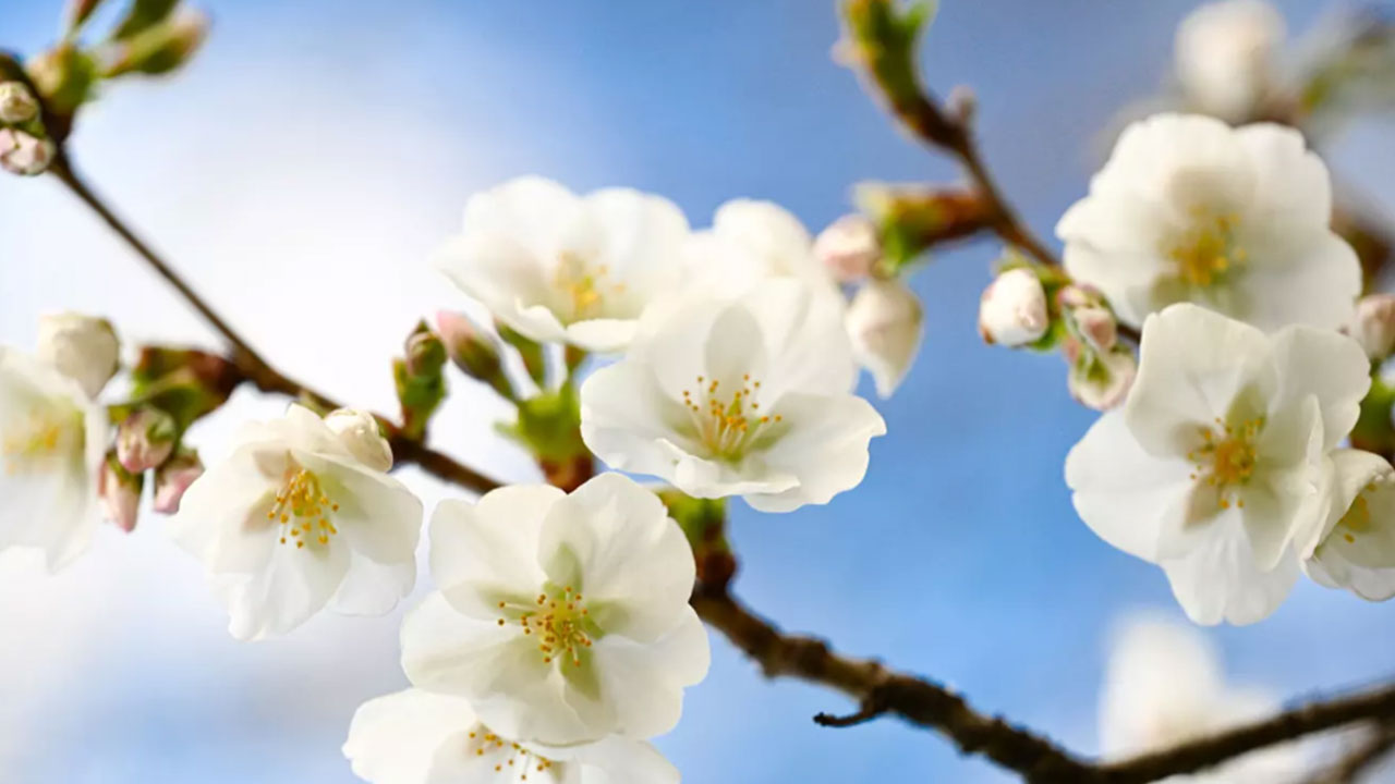 Foto - Takvime ekleniyor! O gün bundan sonra resmi tatil olacak