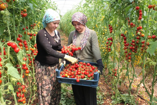 Foto - Talebe yetişemiyor! Bu domatesleri üreten 2 kat para kazanıyor
