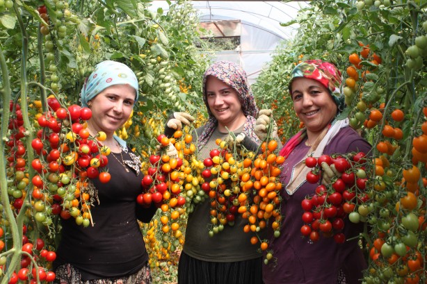 Talebe yetişemiyor! Bu domatesleri üreten 2 kat para kazanıyor