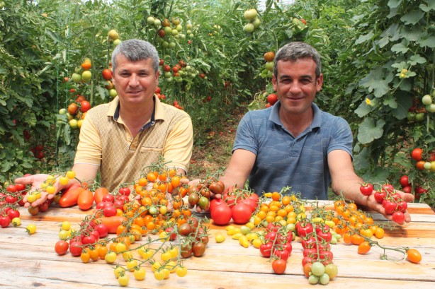 Foto - Talebe yetişemiyor! Bu domatesleri üreten 2 kat para kazanıyor