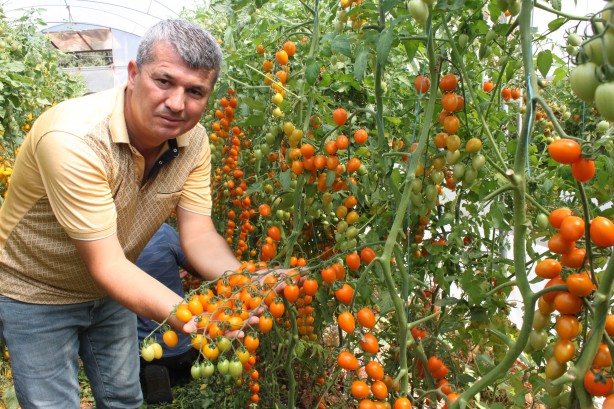 Foto - Talebe yetişemiyor! Bu domatesleri üreten 2 kat para kazanıyor