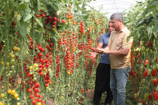 Foto - Talebe yetişemiyor! Bu domatesleri üreten 2 kat para kazanıyor