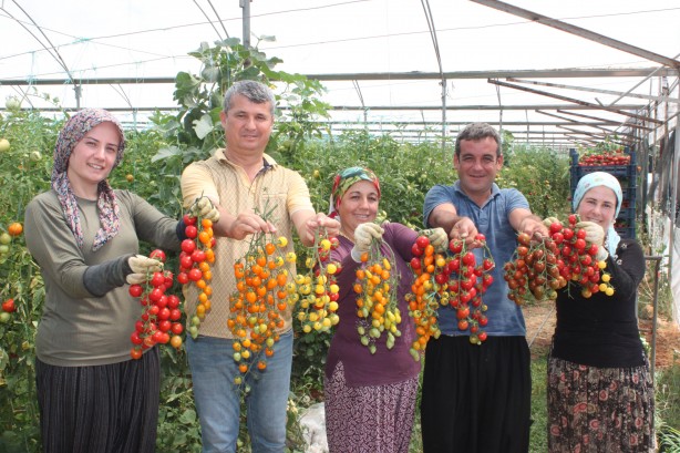 Foto - Talebe yetişemiyor! Bu domatesleri üreten 2 kat para kazanıyor