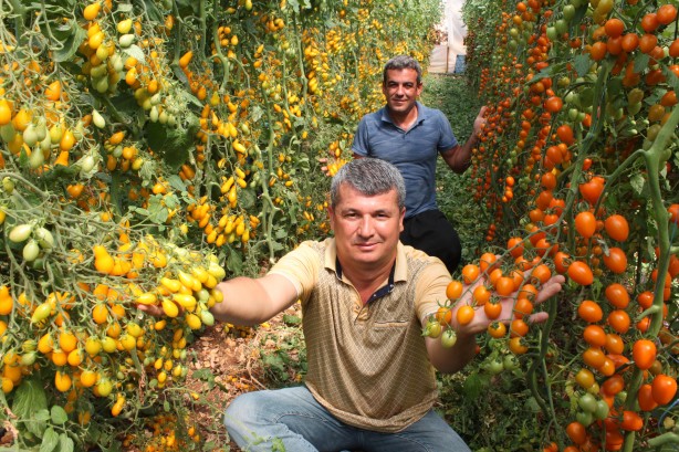 Foto - Talebe yetişemiyor! Bu domatesleri üreten 2 kat para kazanıyor