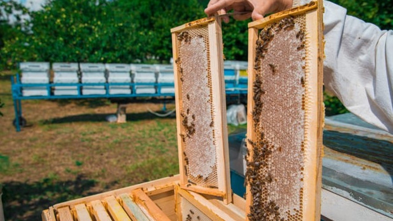 Tam 100 bin liralık zarar var! Kovanları parçalayıp balı afiyetle yedi