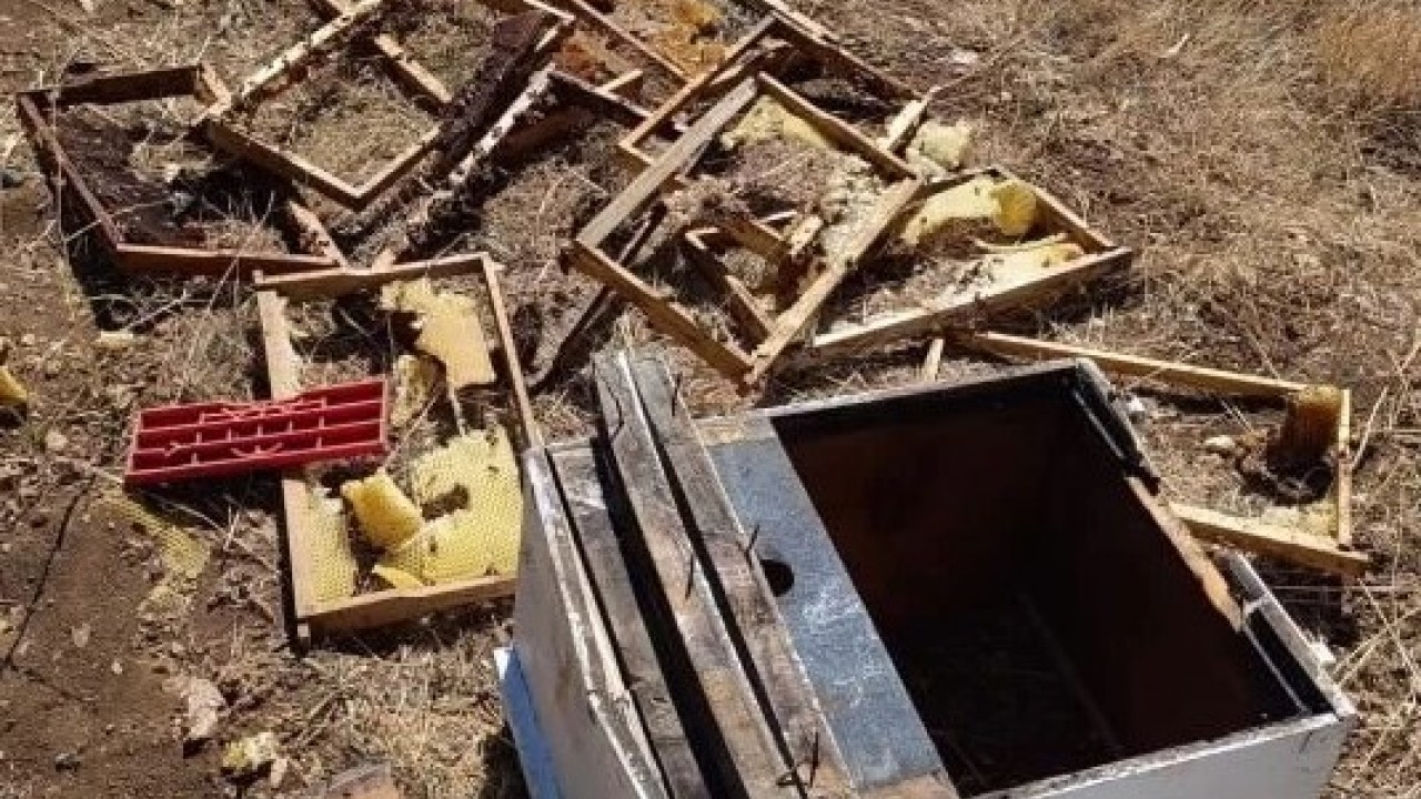 Foto - Tam 100 bin liralık zarar var! Kovanları parçalayıp balı afiyetle yedi