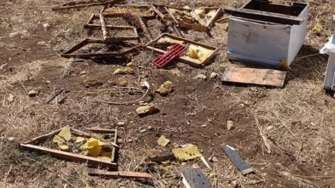 Foto - Tam 100 bin liralık zarar var! Kovanları parçalayıp balı afiyetle yedi
