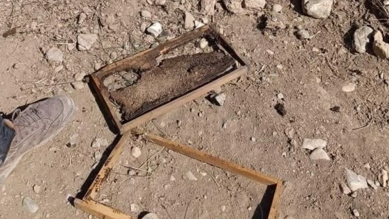 Foto - Tam 100 bin liralık zarar var! Kovanları parçalayıp balı afiyetle yedi