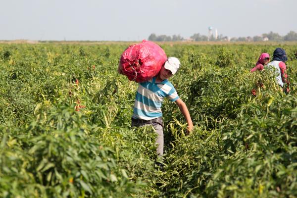 Foto - Tam 160 milyon çocuk… Dünyayı utandıran tablo
