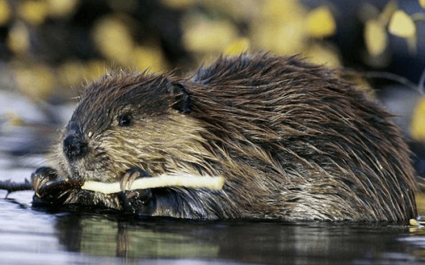 Foto - Tam 160 yıl sonra ilk kez ortaya çıktı! İşte gece kamerasının kaydettiği o yaratık