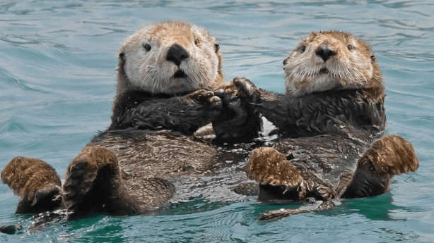 Foto - Tam 160 yıl sonra ilk kez ortaya çıktı! İşte gece kamerasının kaydettiği o yaratık
