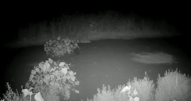 Foto - Tam 160 yıl sonra ilk kez ortaya çıktı! İşte gece kamerasının kaydettiği o yaratık