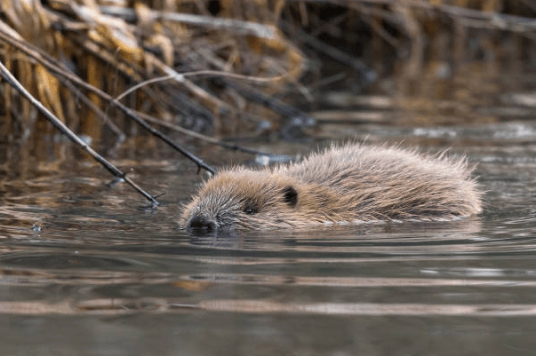 Foto - Tam 160 yıl sonra ilk kez ortaya çıktı! İşte gece kamerasının kaydettiği o yaratık