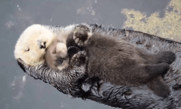 Foto - Tam 160 yıl sonra ilk kez ortaya çıktı! İşte gece kamerasının kaydettiği o yaratık