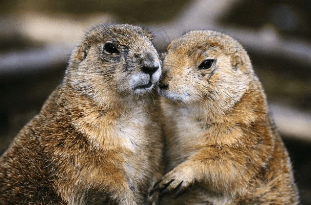 Foto - Tam 160 yıl sonra ilk kez ortaya çıktı! İşte gece kamerasının kaydettiği o yaratık