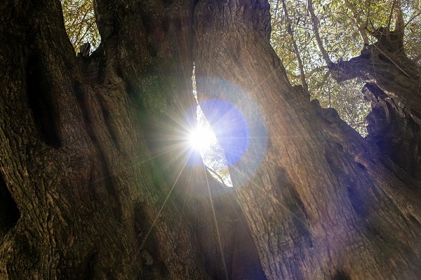 Foto - Tam 1600 yıldır ayakta! Kuraklık bu ağacı teğet geçti
