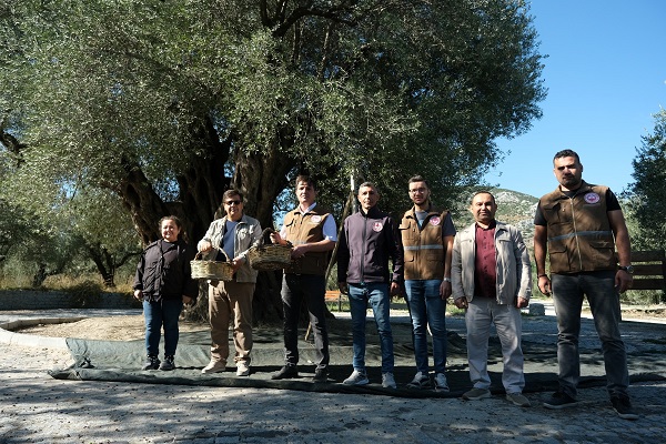 Foto - Tam 1600 yıldır ayakta! Kuraklık bu ağacı teğet geçti