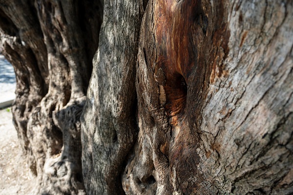 Foto - Tam 1600 yıldır ayakta! Kuraklık bu ağacı teğet geçti