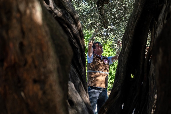 Foto - Tam 1600 yıldır ayakta! Kuraklık bu ağacı teğet geçti
