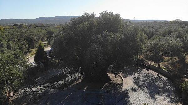 Foto - Tam 1600 yıldır ayakta! Kuraklık bu ağacı teğet geçti