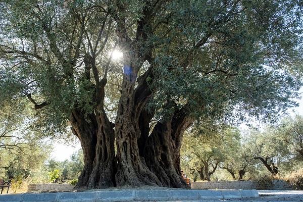 Tam 1600 yıldır ayakta! Kuraklık bu ağacı teğet geçti