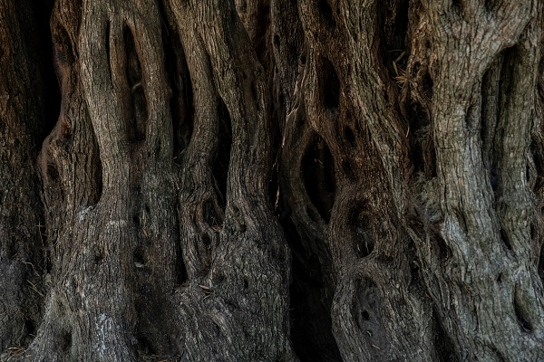 Foto - Tam 1600 yıldır ayakta! Kuraklık bu ağacı teğet geçti