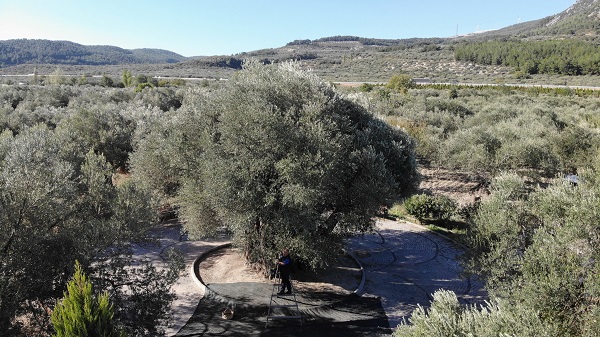 Foto - Tam 1600 yıldır ayakta! Kuraklık bu ağacı teğet geçti