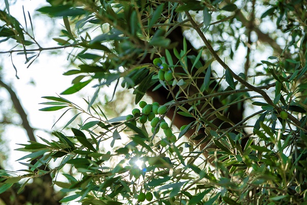 Foto - Tam 1600 yıldır ayakta! Kuraklık bu ağacı teğet geçti