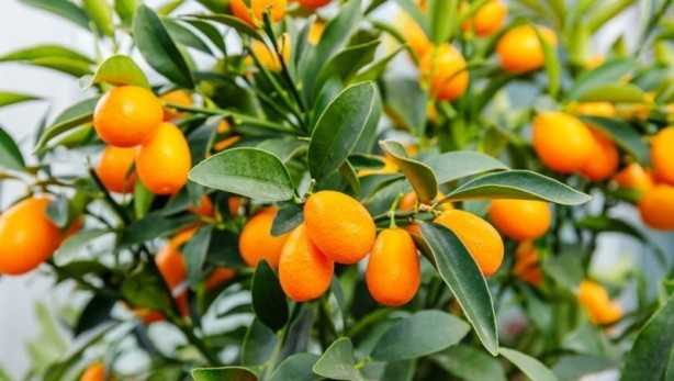 Foto - Tam 189 ülkeye gönderdik! Tarımın bittiği ülkeye bak sen