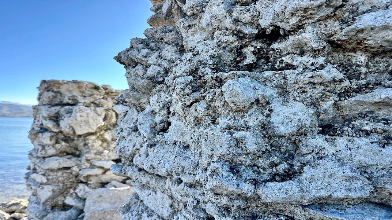 Foto - Tam 2 bin 800 yıllık! 51 sene sonra ilk kez görüldü